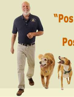 Dog Training Advice