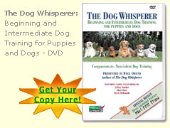 Dog Training DVD